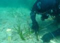 NIVEA Oasi Marina, completato a Ischia il primo intervento di restauro della Posidonia oceanica: 2.000 talee nella Baia di Lacco Ameno