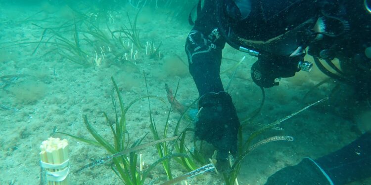 NIVEA Oasi Marina, completato a Ischia il primo intervento di restauro della Posidonia oceanica: 2.000 talee nella Baia di Lacco Ameno