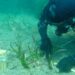 NIVEA Oasi Marina, completato a Ischia il primo intervento di restauro della Posidonia oceanica: 2.000 talee nella Baia di Lacco Ameno