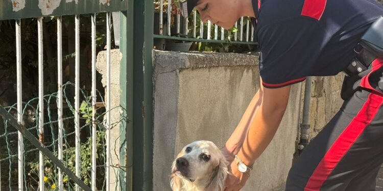 VIDEO-Pozzuoli, salvato un cane rimasto in un edificio inagibile dopo il terremoto: l’intervento dei Carabinieri