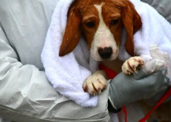 Chiude Ridglan Farms, colosso della sperimentazione animale: liberati quasi 2.000 cani