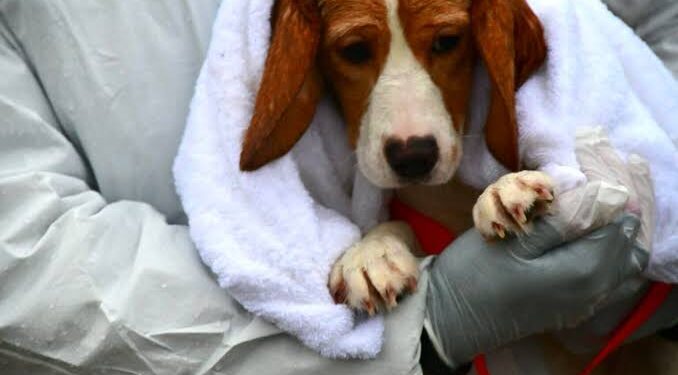Chiude Ridglan Farms, colosso della sperimentazione animale: liberati quasi 2.000 cani