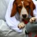 Chiude Ridglan Farms, colosso della sperimentazione animale: liberati quasi 2.000 cani