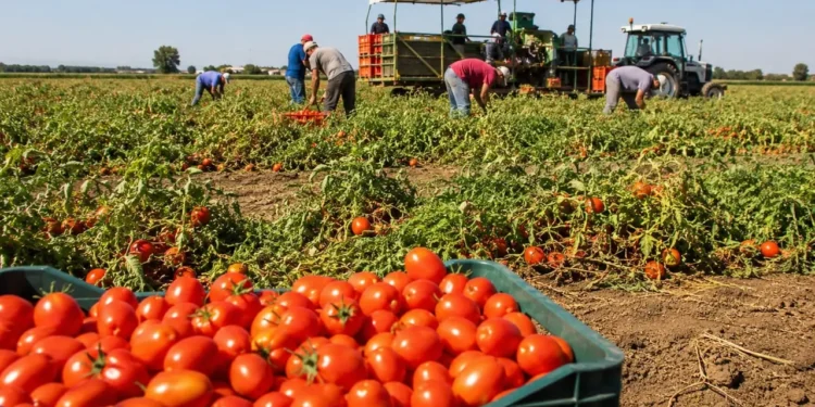Bracciante di 19 anni muore mentre raccoglie pomodori: il malore nei campi riaccende l’allarme sullo sfruttamento del lavoro