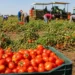 Bracciante di 19 anni muore mentre raccoglie pomodori: il malore nei campi riaccende l’allarme sullo sfruttamento del lavoro