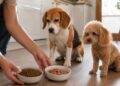 Alimentazione del cane: come scegliere tra crocchette, umido e routine quotidiana