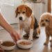 Alimentazione del cane: come scegliere tra crocchette, umido e routine quotidiana