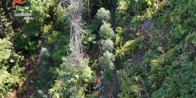 VIDEO-Lettere, pistole e droga nascoste nella vegetazione: nuovi sequestri dei Carabinieri
