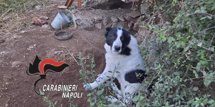 Agerola, cani maltrattati e feriti: denunciato il proprietario
