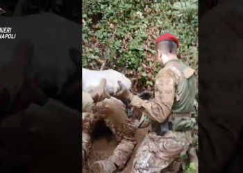 Gragnano, blitz sui Monti Lattari: trovati 74 chili di marijuana e munizioni per AK-47