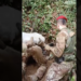 Gragnano, blitz sui Monti Lattari: trovati 74 chili di marijuana e munizioni per AK-47