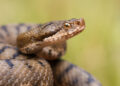 Sospetto morso di vipera, 11enne trasferito in eliambulanza al Santobono di Napoli