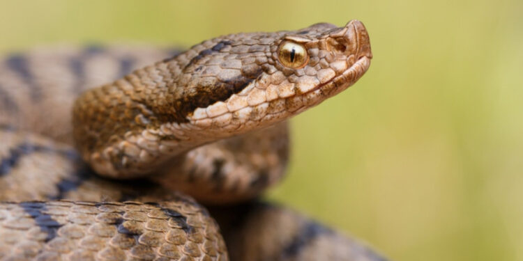 Sospetto morso di vipera, 11enne trasferito in eliambulanza al Santobono di Napoli